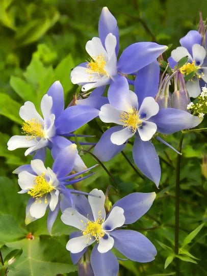 Blue Aquilegia Flower seeds for Planting - Compact Growth, Heirloom & GMO Free Seeds for Home Garden
