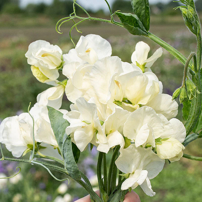 Heirloom Sweet Pea Jilly Flower seeds blooming in flower beds, containers, borders, and pollinator-friendly gardens