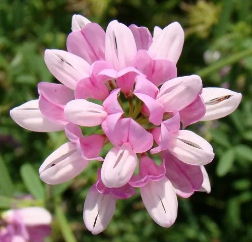 Pink Crownvetch Flower seeds for Planting - Cottage Garden Essential, Heirloom & GMO Free Seeds for Home Garden