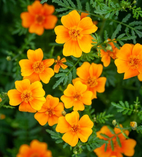 Yellow Signet Marigold Flower seeds for Planting - Compact Growth, Heirloom & GMO Free Seeds for Home Garden
