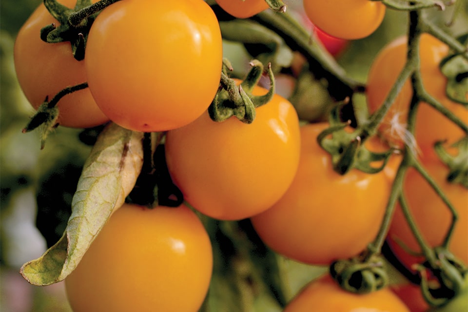 Gold Tomato Seeds for Vegetable Planting