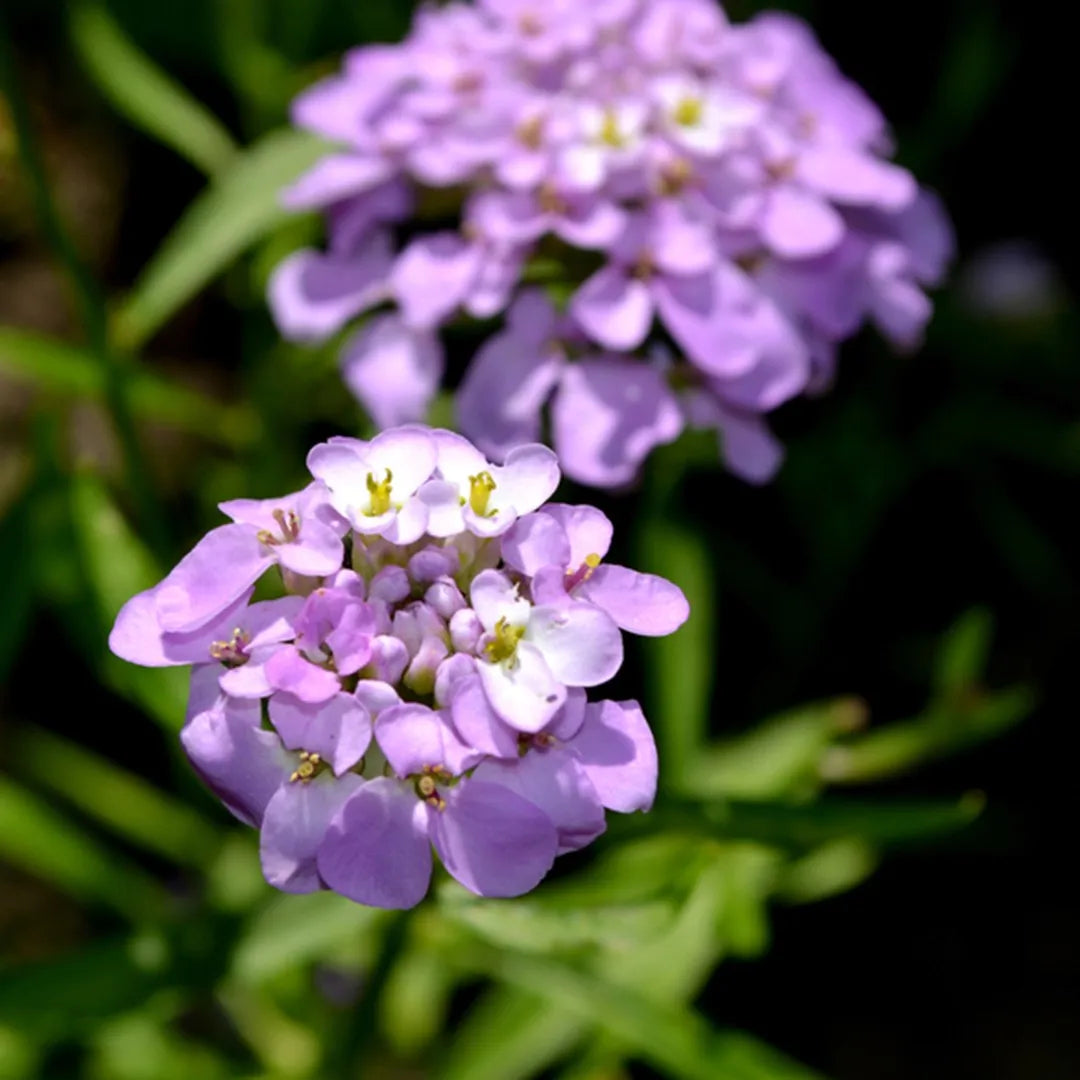 Violet Iberis Flower seeds for Planting - Hardy Variety, Heirloom & GMO Free Seeds for Home Garden