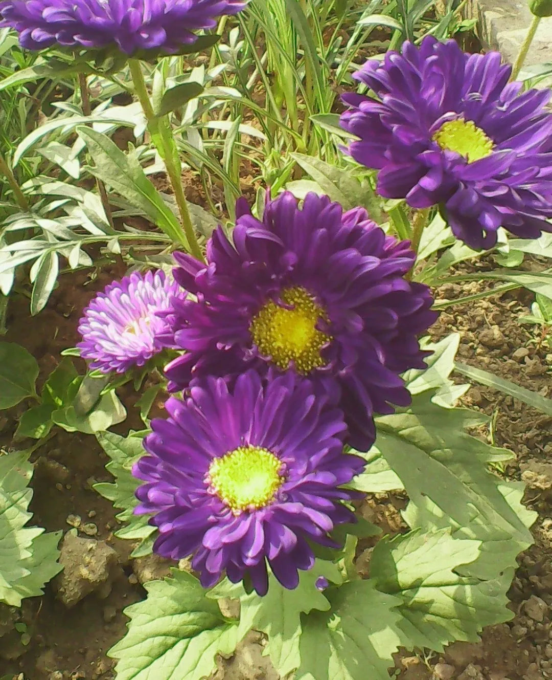 Dark Violet Aster Callistephus Flower Seeds for Planting Pollinator Friendly Heirloom & GMO Free Seeds for Home Garden
Sale