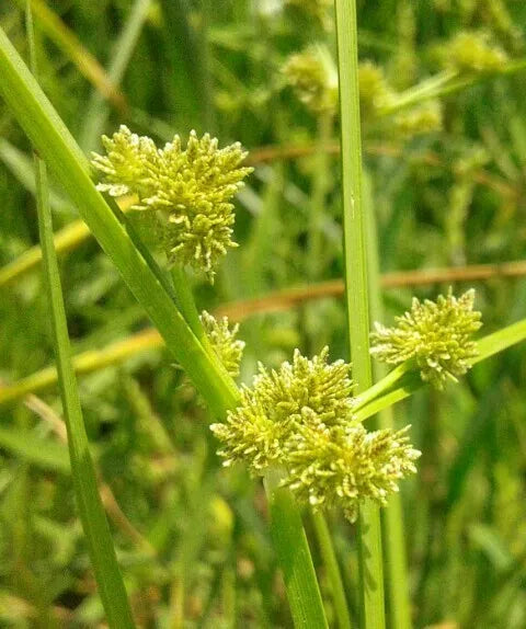 Yellow Cyperus Papyrus Flower seeds for Planting - Cut Flower Favorite, Heirloom & GMO Free Seeds for Home Garden