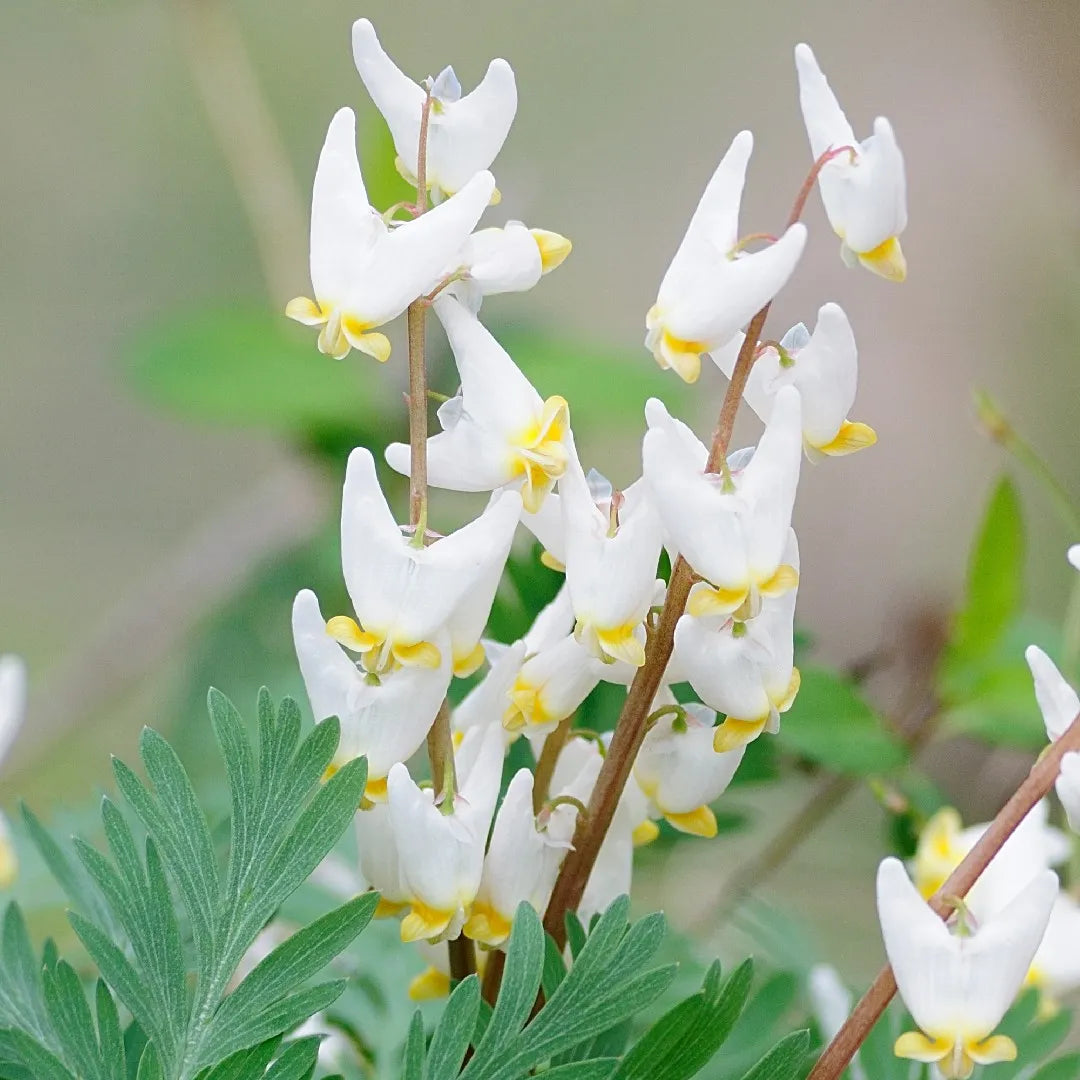 Breeches Flower Planting Seeds - Evergrowseeds