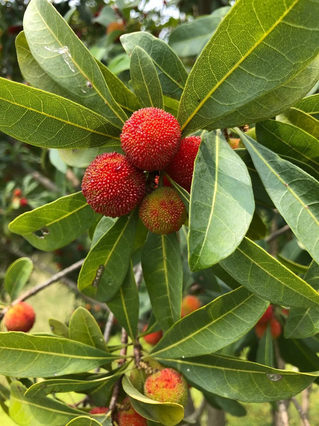Arbutus Bayberry Fruit Seeds for Planting - Red
