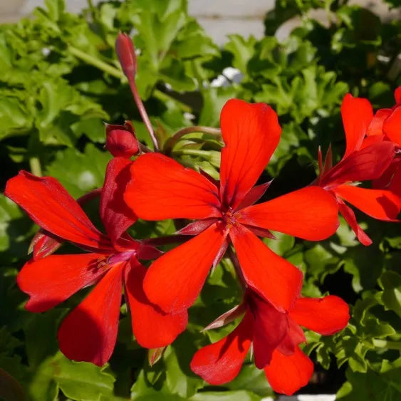 Deep Red Geranium Flower seeds for Planting - Bright Blooms, Heirloom & GMO Free Seeds for Home Garden