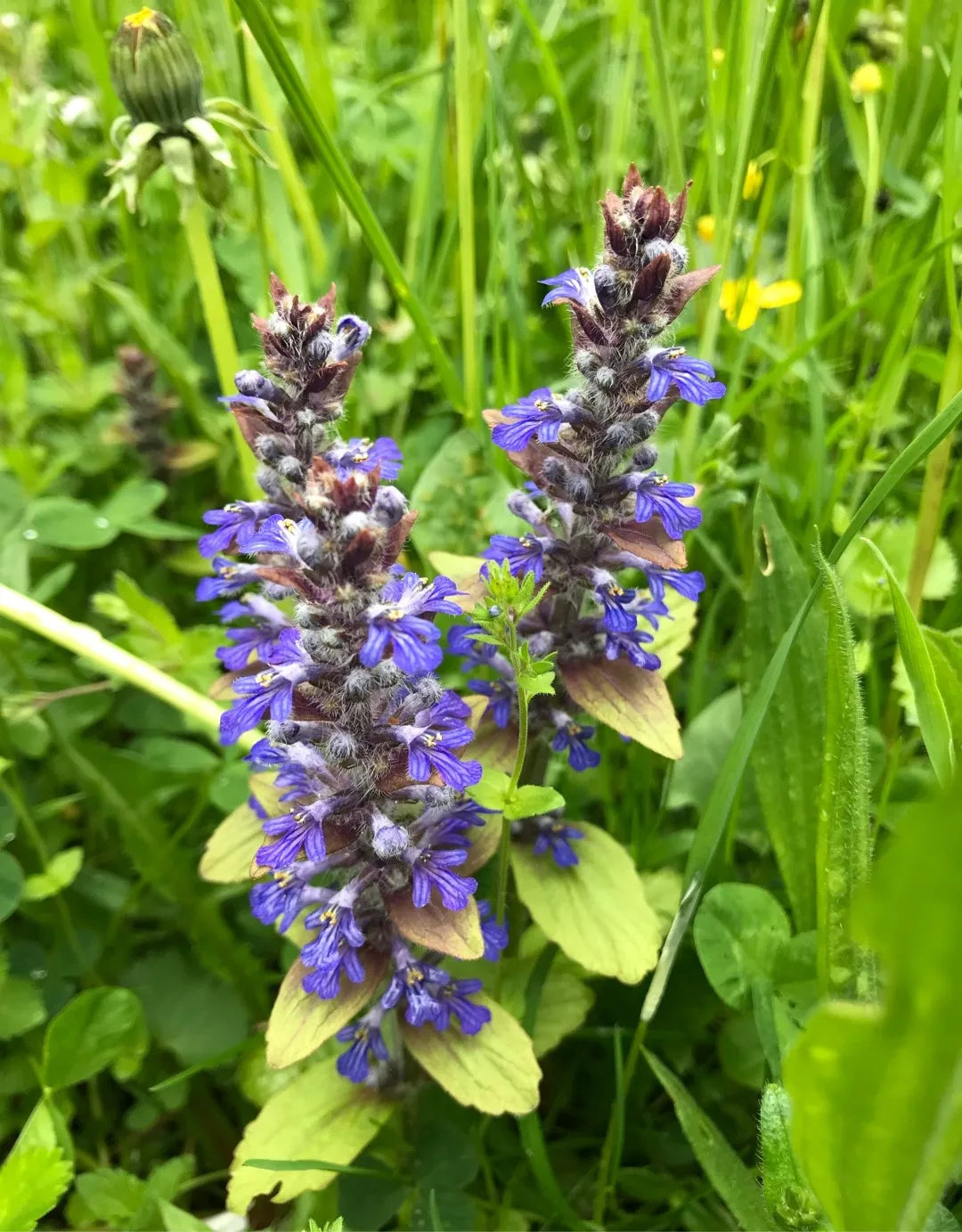 Blue Bugle Flower Planting Seeds for Colorful Landscapes