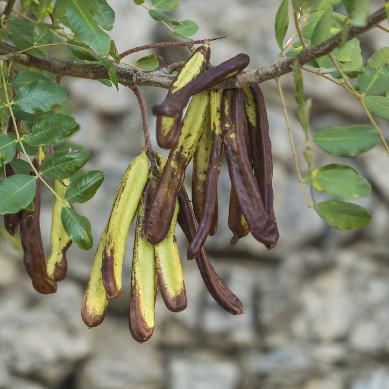 Black Carob Tree Seeds for Planting