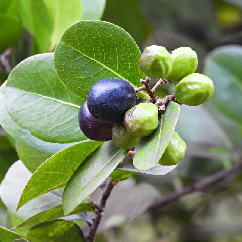 Chrysobalanus Icaco Seeds for Planting - Grow Edible Black Fruit Plants