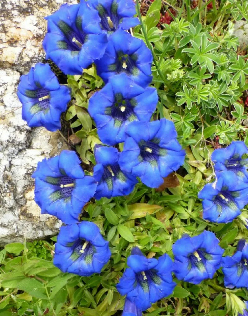 Blue Gentiana Acaulis Flower seeds for Planting - Garden Favorite, Heirloom & GMO Free Seeds for Home Garden