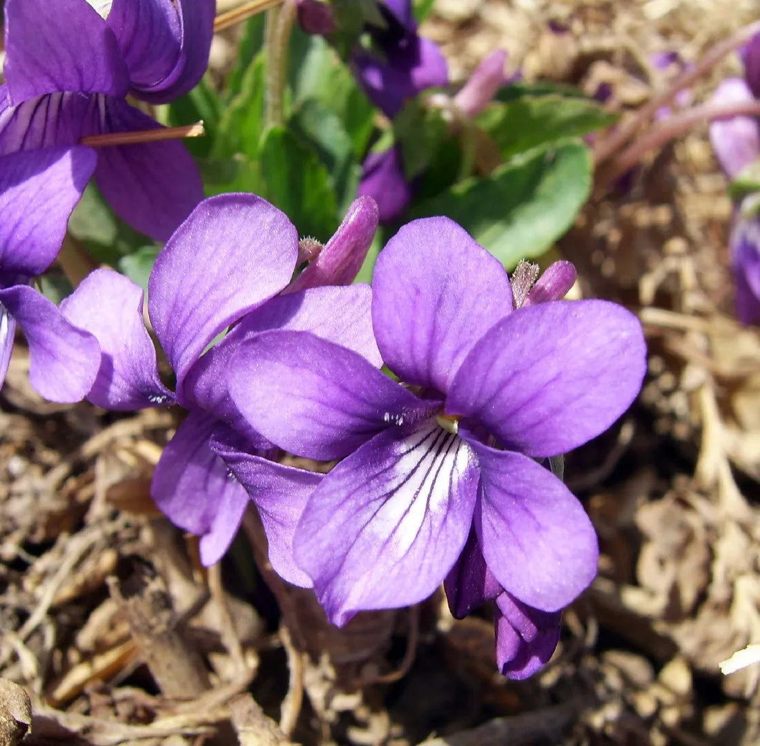 Philippica Flower seeds blooming in flower beds, containers, borders, and pollinator-friendly gardens