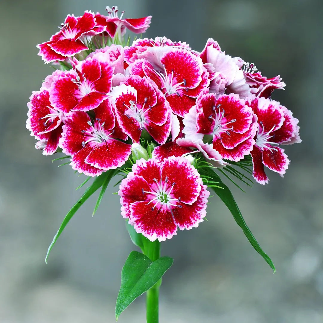 Heirloom William Flower seeds blooming in flower beds, containers, borders, and pollinator-friendly gardens