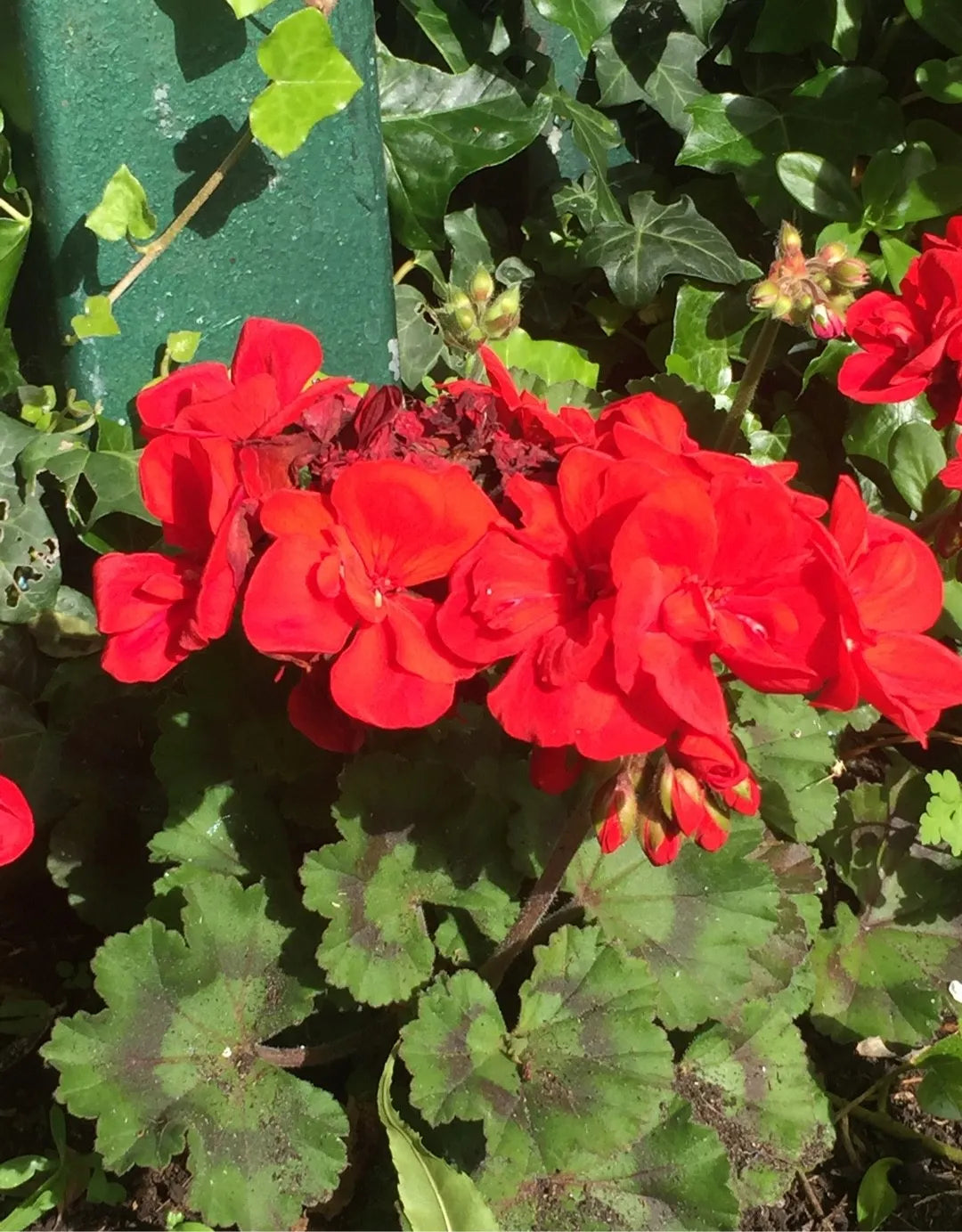 Light Red Green Geranium Flower Seeds for Planting Bright Blooms Heirloom & GMO Free Seeds for Home Garden
Sale