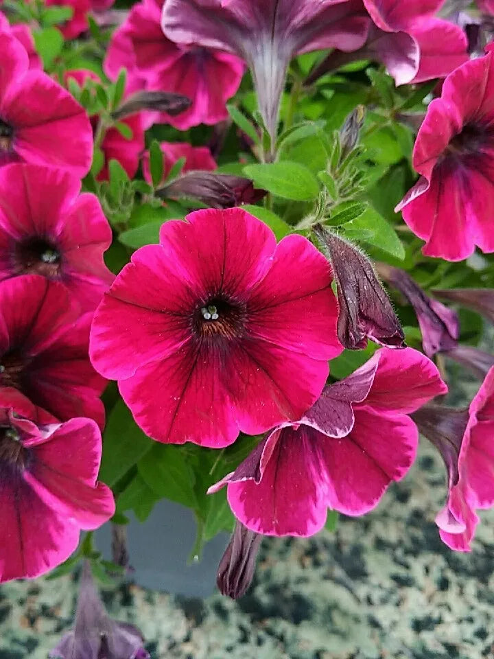 Pink Trailing Petunia Flower seeds for Planting - Hardy Variety, Heirloom & GMO Free Seeds for Home Garden