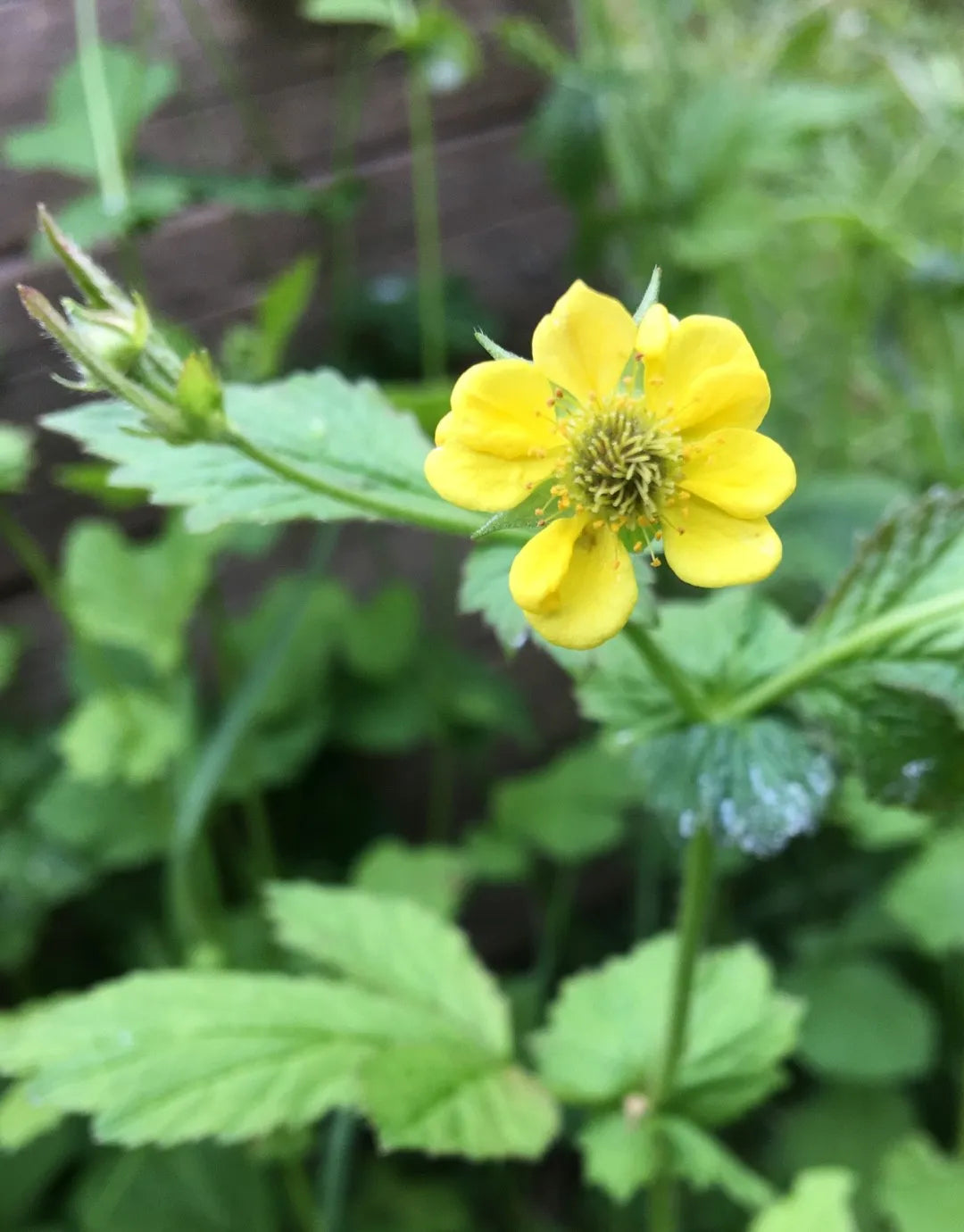 Yellow Moist Wetland Flower seeds for Planting - Premium Quality, Heirloom & GMO Free Seeds for Home Garden