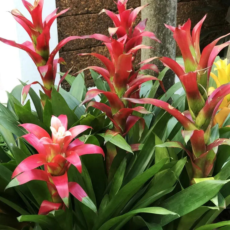 Hechtia Flower seeds for Planting - Seasonal Bloomer, Heirloom & GMO Free Seeds for Home Garden