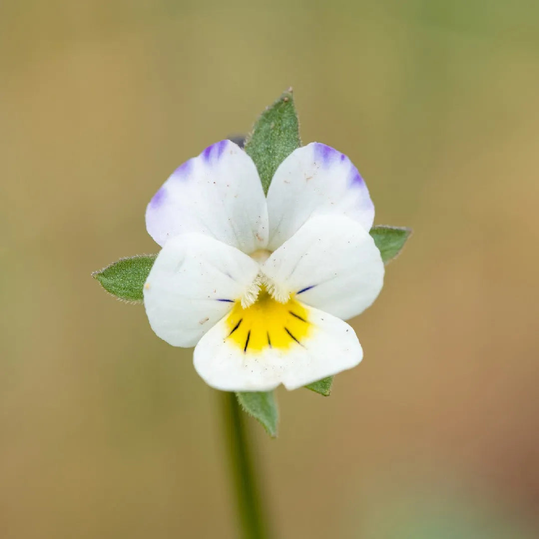 Yellow White Pansy Flower seeds for Planting Seasonal Bloomer Heirloom & GMO Free Seeds for Home Garden
Sale