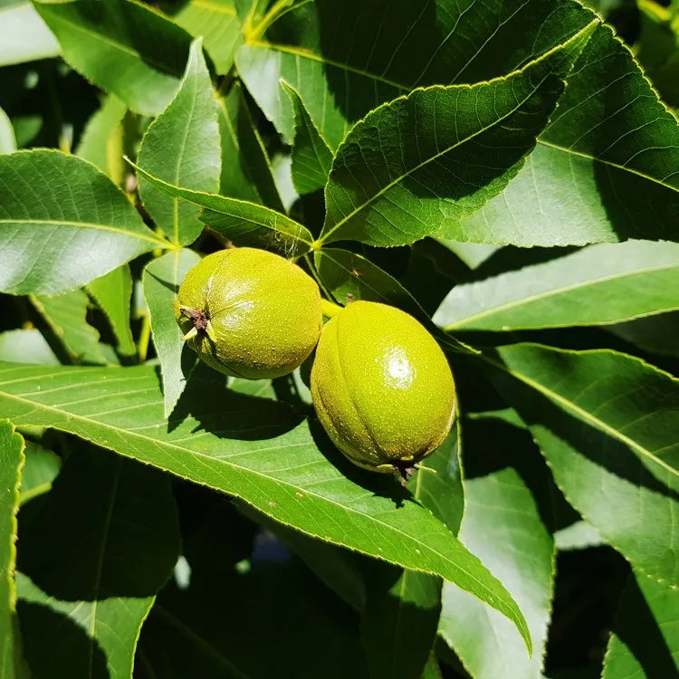 Carya Ovata Green Seeds | Ideal for Planting