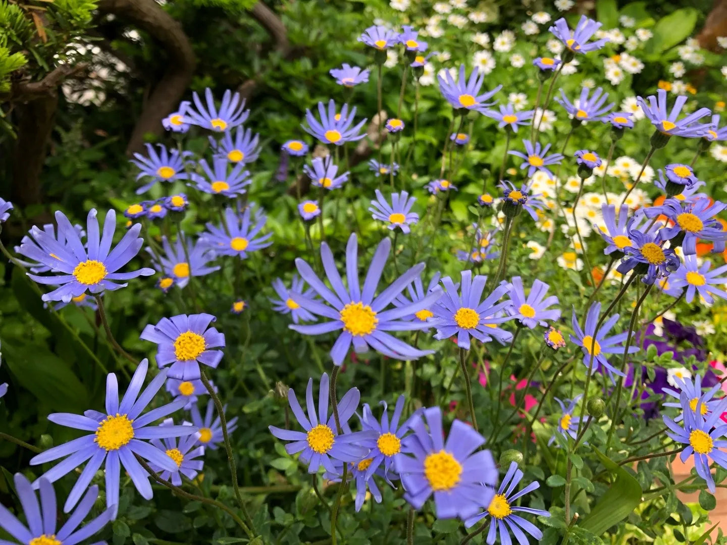 Blue Felicia Amelloides Flower seeds for Planting - Sun Loving, Heirloom & GMO Free Seeds for Home Garden