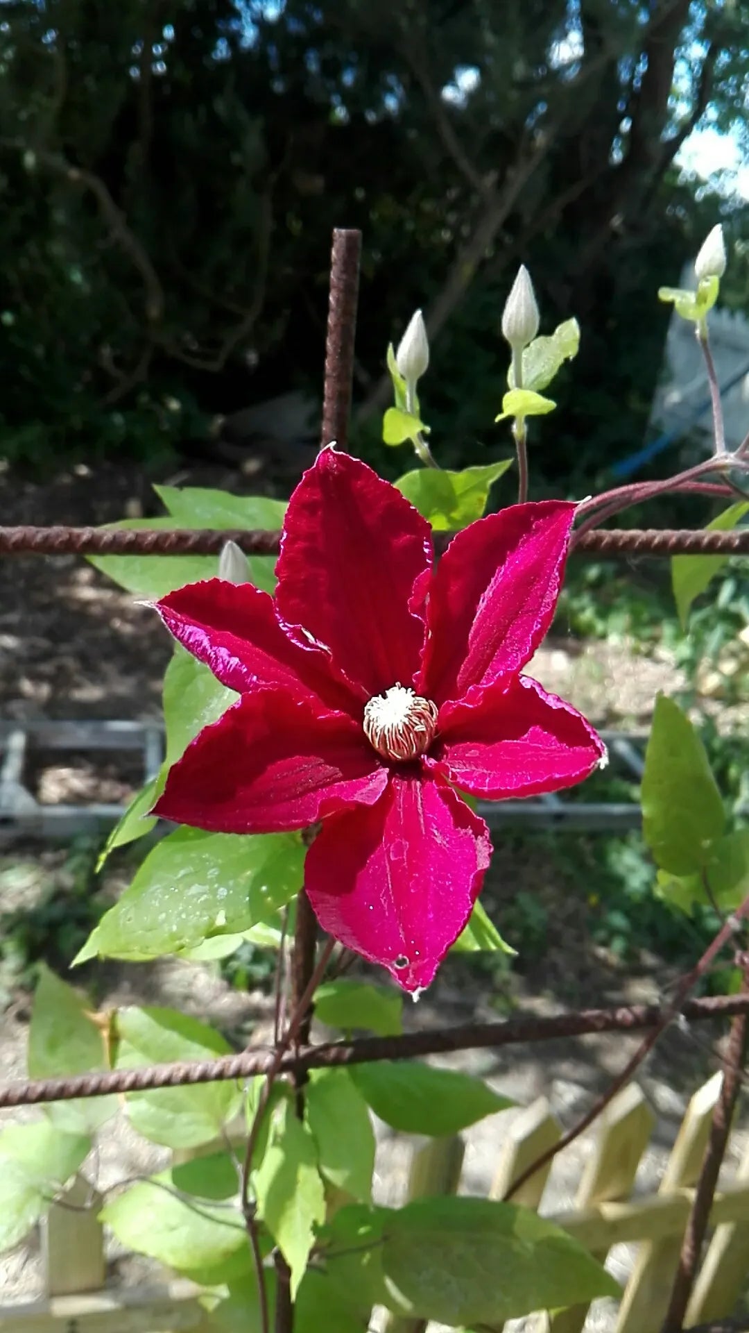 Red Clematis Flower seeds for Planting Vibrant Colors Heirloom & GMO Free Seeds for Home Garden