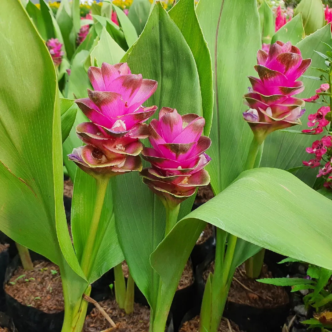 Heirloom Siam Tulip Flower seeds for Planting Compact Growth Heirloom & GMO Free Seeds for Home Garden