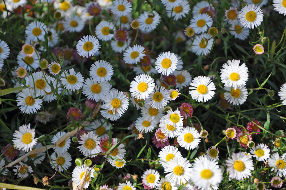 Pink White Karvinskianus Flower seeds for Planting - Perfect for Borders, Heirloom & GMO Free Seeds for Home Garden