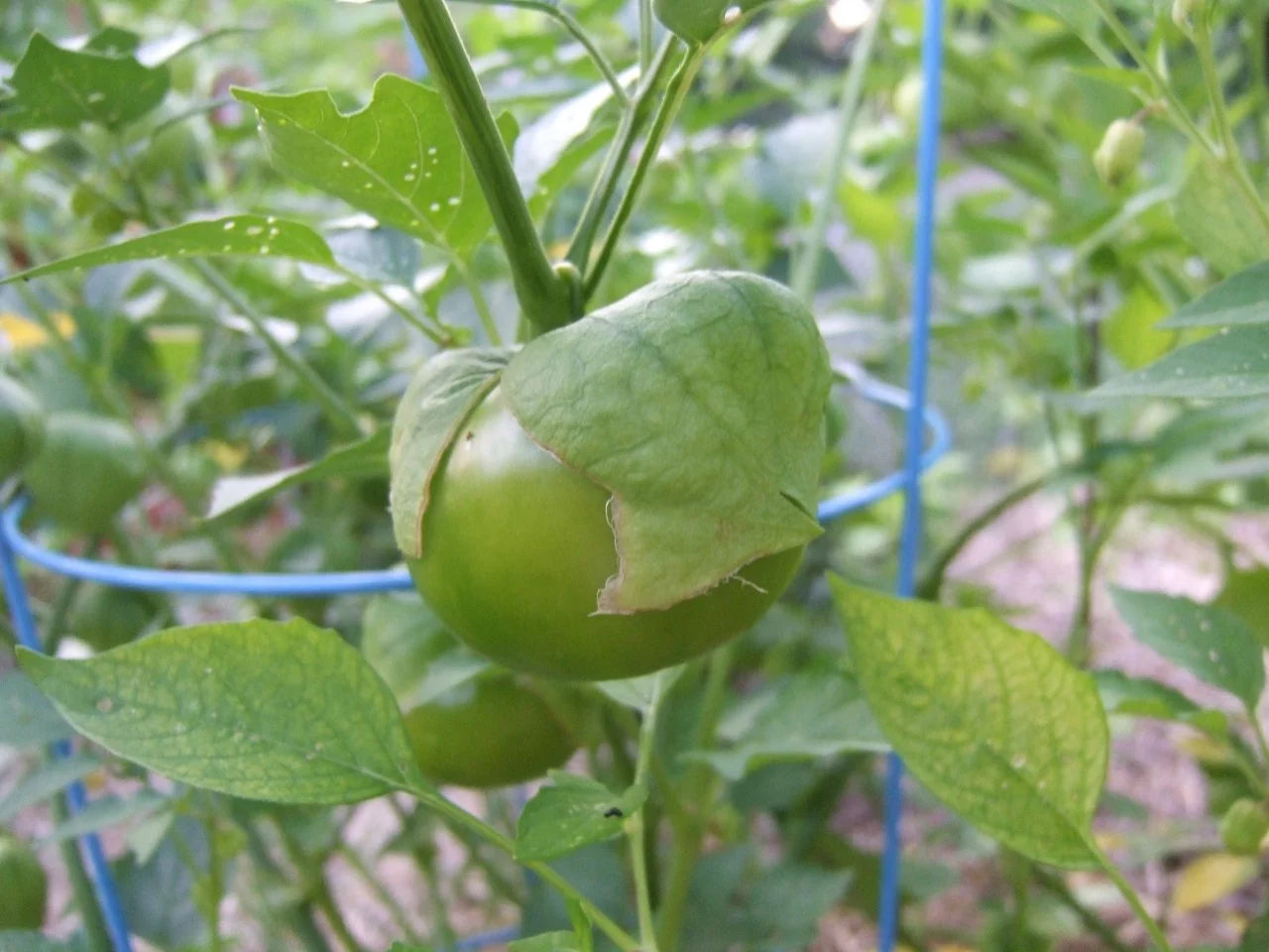 Light Yellow Tomatillo Planting Seeds for Home Gardens
