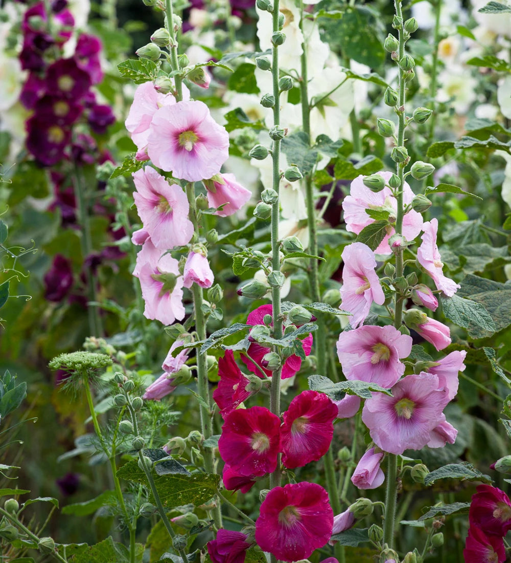 Mallow Alcea Rosea Flower seeds for Planting - Seasonal Bloomer, Heirloom & GMO Free Seeds for Home Garden