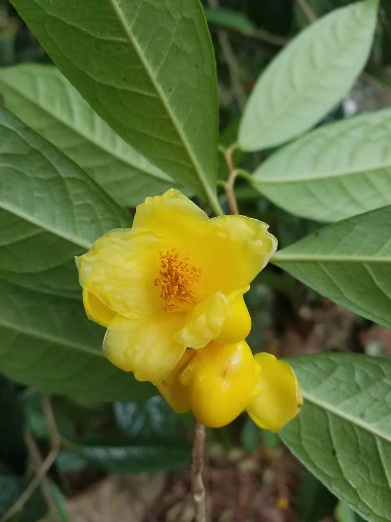 Golden Camellia Flower Seeds for Planting - Premium Quality Seeds for Your Garden