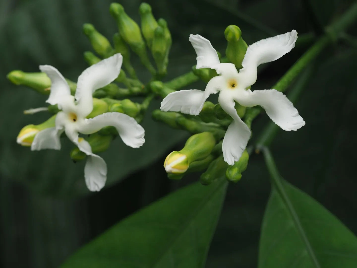 Voacanga Flower seeds for Planting - Fragrant Blossoms, Heirloom & GMO Free Seeds for Home Garden