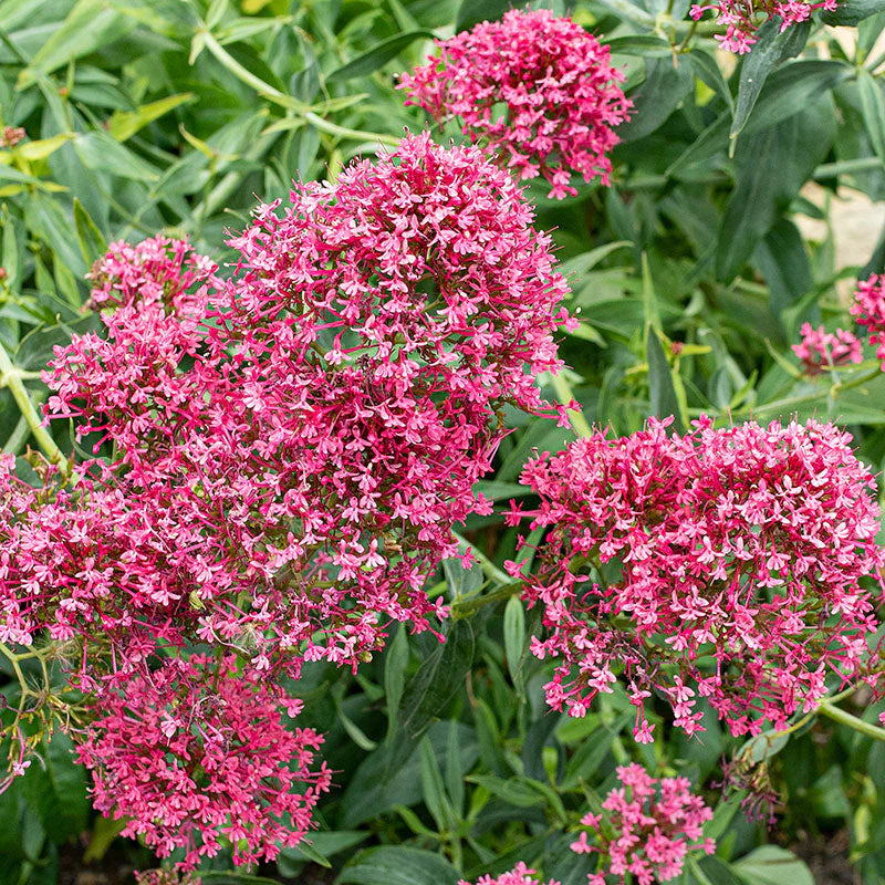 Mixed Jupiter's Flower seeds blooming in flower beds, containers, borders, and pollinator-friendly gardens