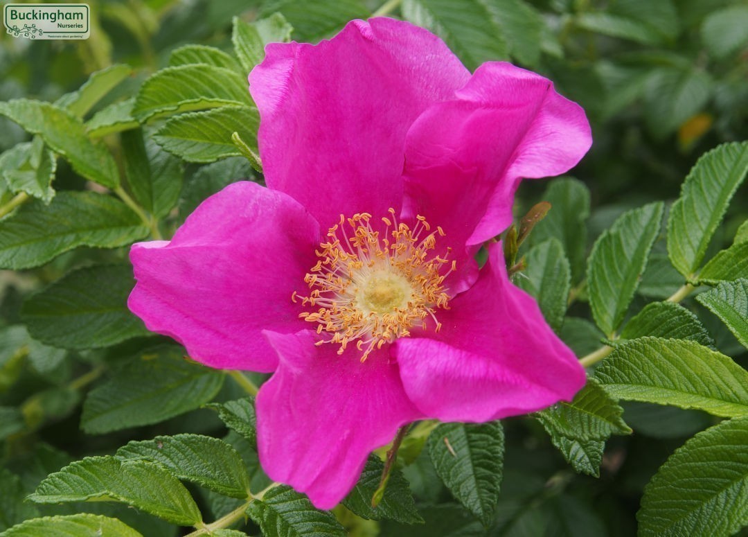 Kartoffelrose Flower seeds for Planting - Colorful Display, Heirloom & GMO Free Seeds for Home Garden