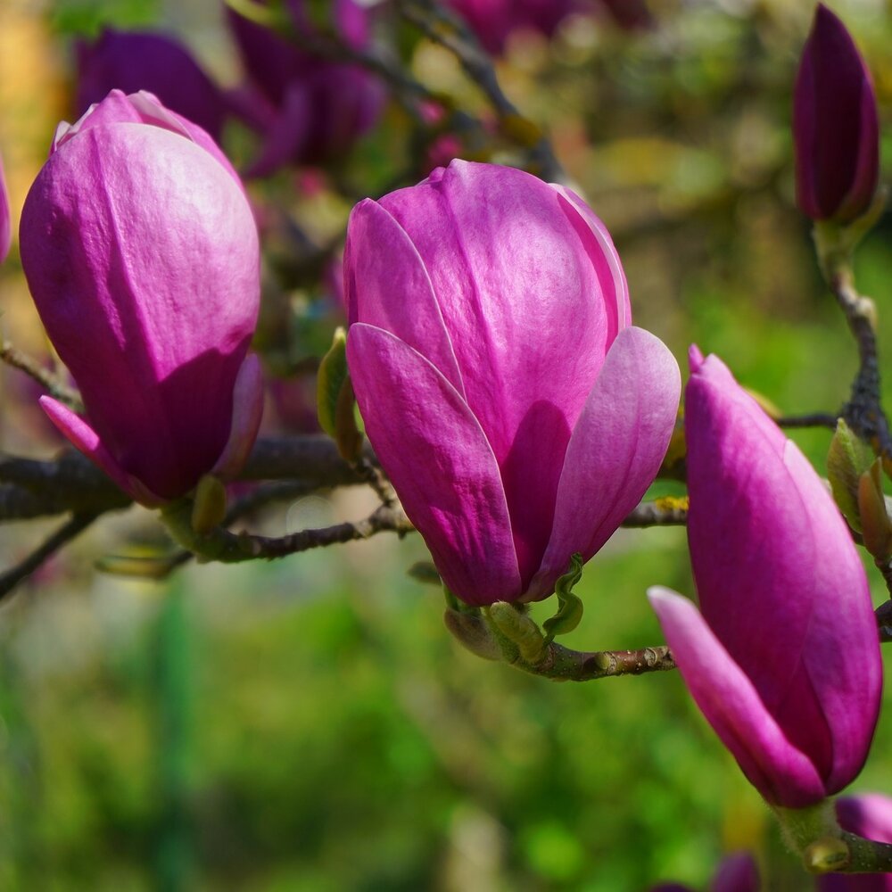 Purple Yula Magnolia Flower Seeds for Rare Blooming Trees