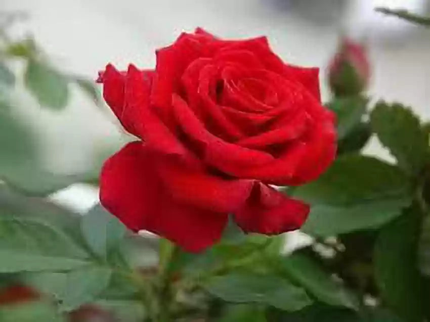 Fragrant Red Rose Flower seeds for Planting - Vibrant Colors, Heirloom & GMO Free Seeds for Home Garden
Sale seeds for home garden