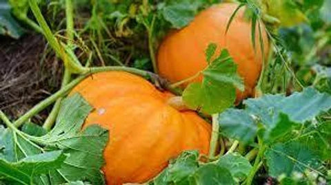 Orange Giant Pumpkin Seeds for Easy Planting