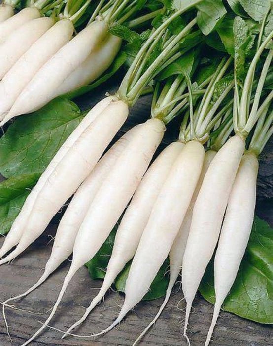Radish Seeds for Planting Grow Your Own Vegetables