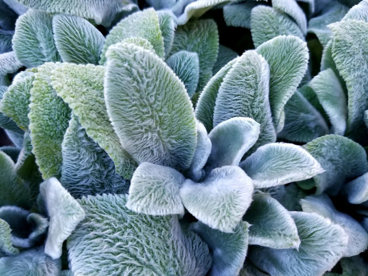 Gray Lambs Ear Flower seeds for Planting - Perfect for Borders, Heirloom & GMO Free Seeds for Home Garden