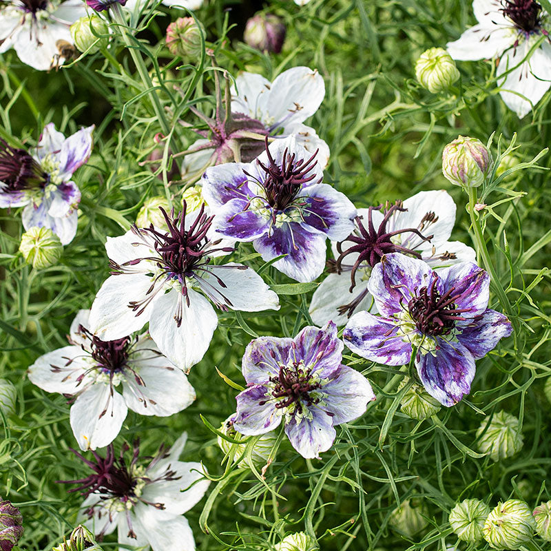 Nigella Love in the Mist Delft Blue Seeds for Stunning Blue Blooms growing in home gardens, containers, raised beds, and outdoor landscapes