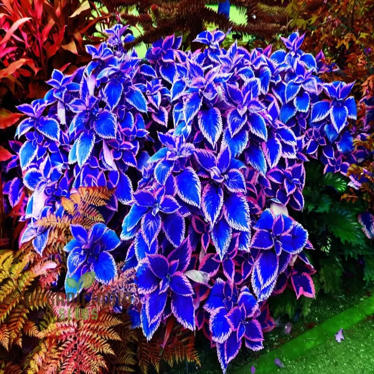 Violet Coleus Flower seeds for Planting Garden Favorite Heirloom & GMO Free Seeds for Home Garden