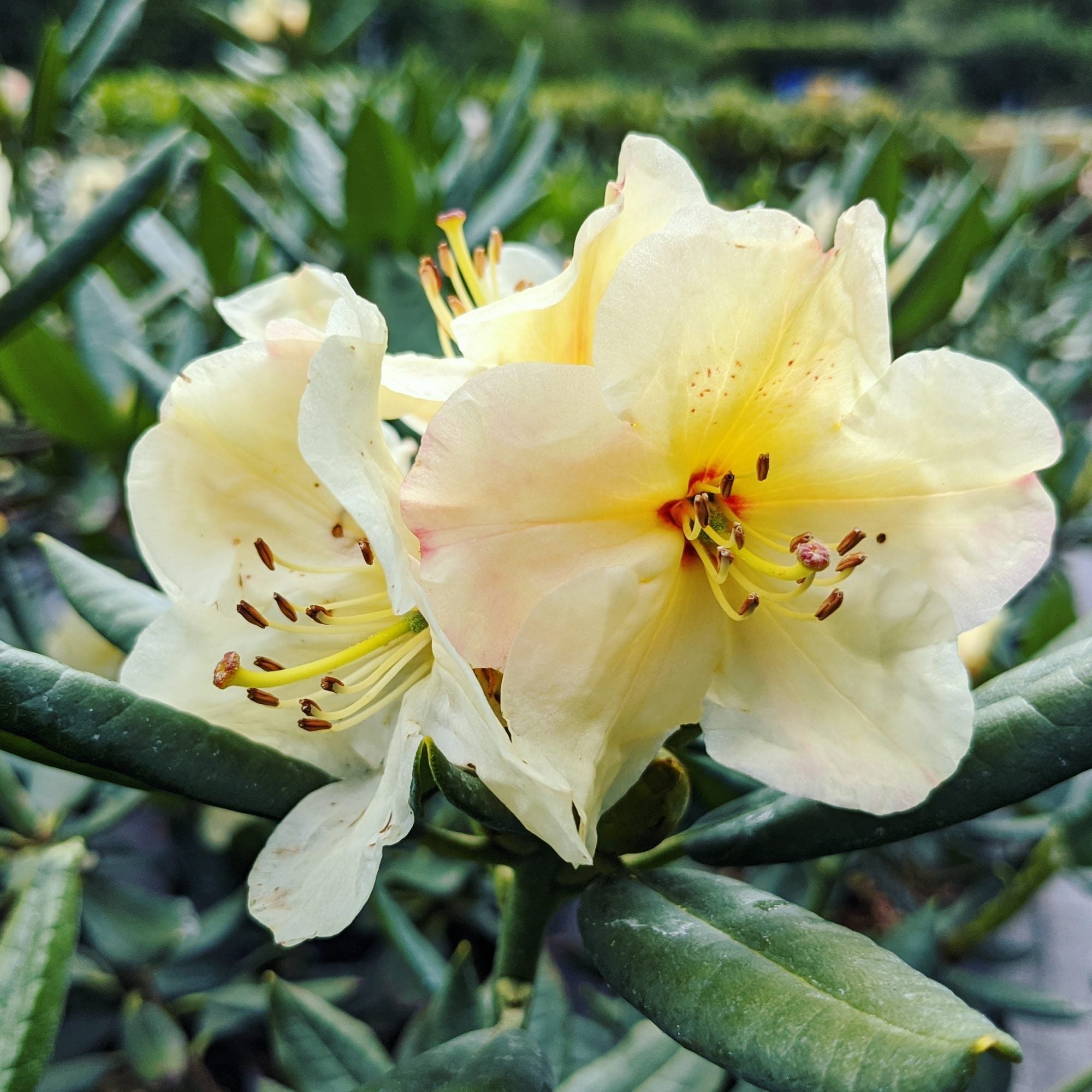 Rhododendron Yellow Flower Seeds - Perfect for Planting in Your Garden