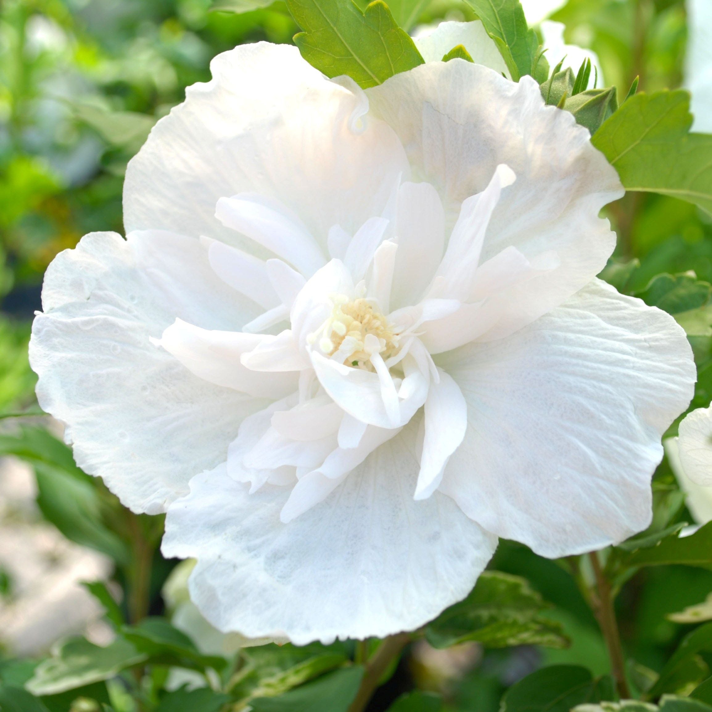 White Sharon Rose Flower seeds for Planting - Colorful Display, Heirloom & GMO Free Seeds for Home Garden