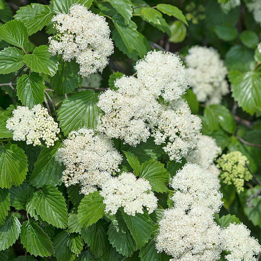 White Arrowwood Flower Seeds for Planting - Easy Growing Garden Seeds - Evergrowseeds