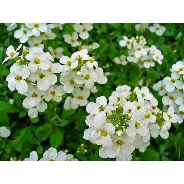 White Aubrieta Rock Cascade Flower Seeds for Planting, Heirloom Non-GMO Organic Garden Seeds
Sale seeds for home garden