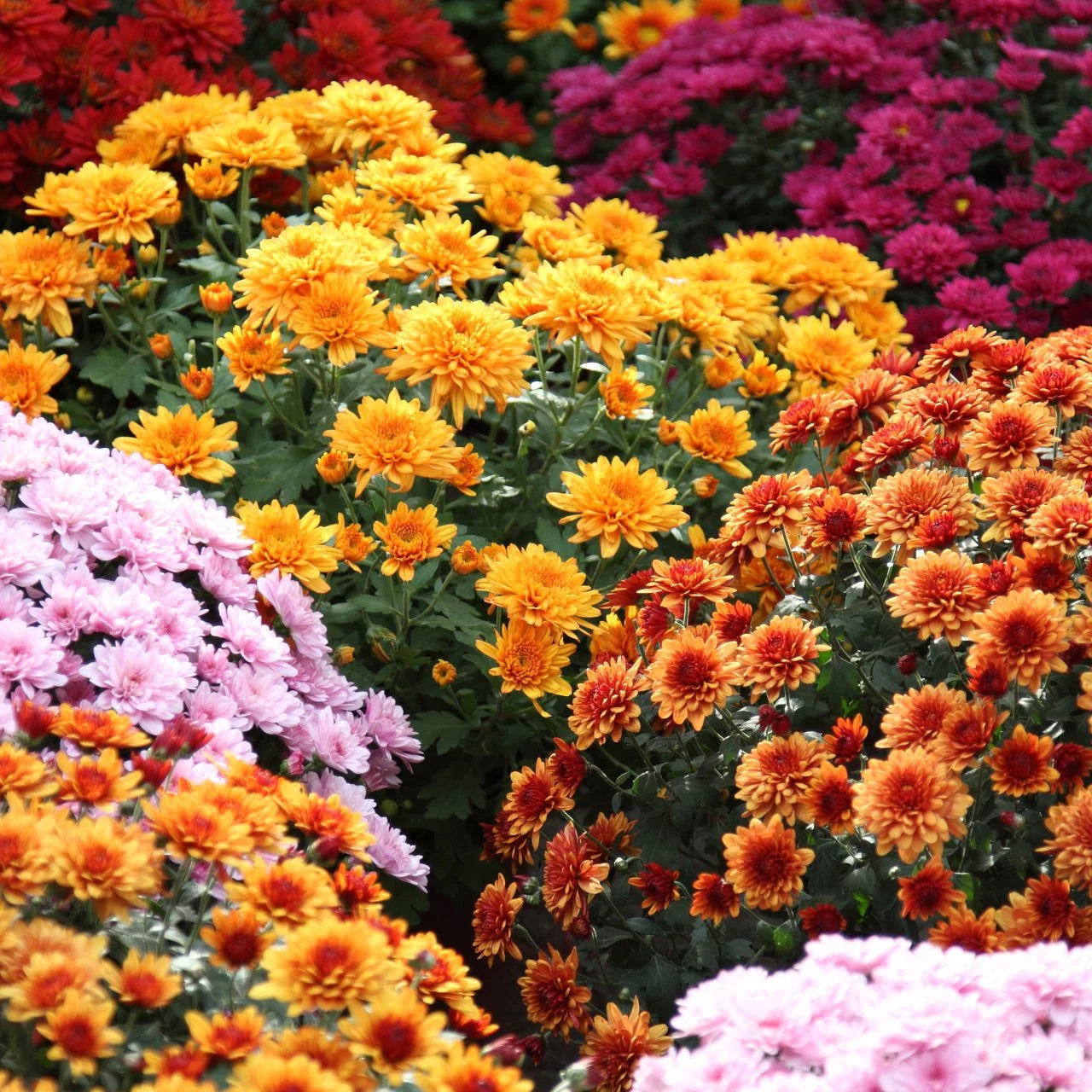 Mums Flower seeds blooming in flower beds, containers, borders, and pollinator-friendly gardens