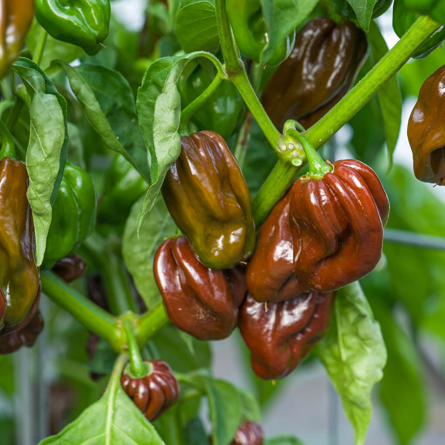 Chocolate Bubblegum Vegetable Seeds for Planting