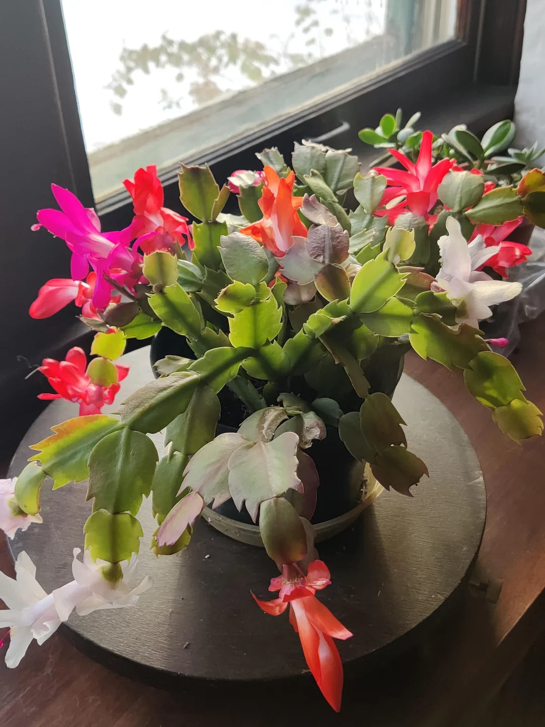 MultiColoured Schlumbergera Seeds Flower seeds for Planting Garden Favorite Heirloom & GMO Free Seeds for Home Garden
Sale for planting in home garden