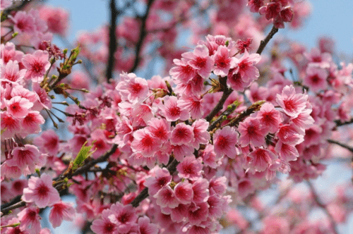 Blossoms Tree Seeds for Planting | Complete Planting Guide