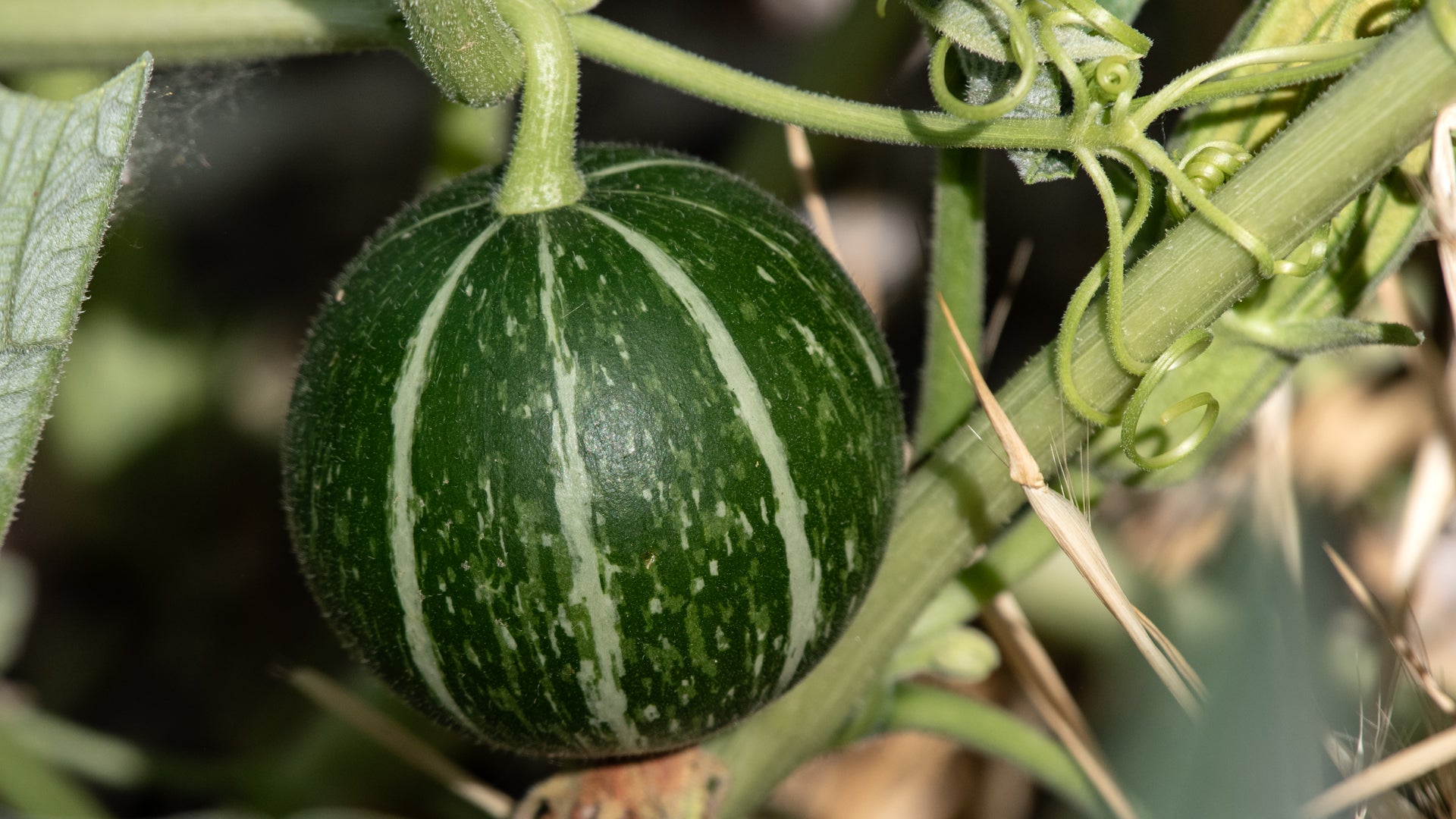 Green Calabazilla Vegetable Seeds for Easy Planting