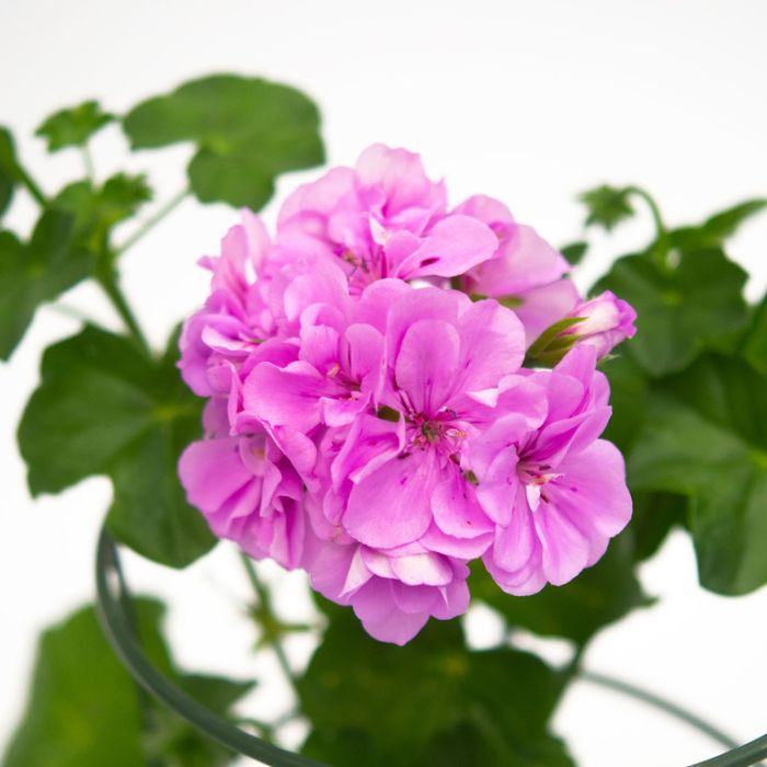 Violet Pink Geranium Flower Seeds for Planting Long Bloom Season Heirloom & GMO Free Seeds for Home Garden
Sale
